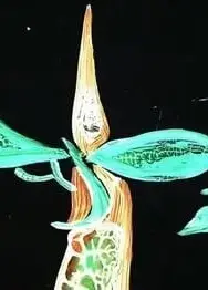 致以亲爱的病毒