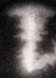 仍有猴子仰望天空