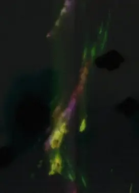 Delicacies of Molten Horror Synapse